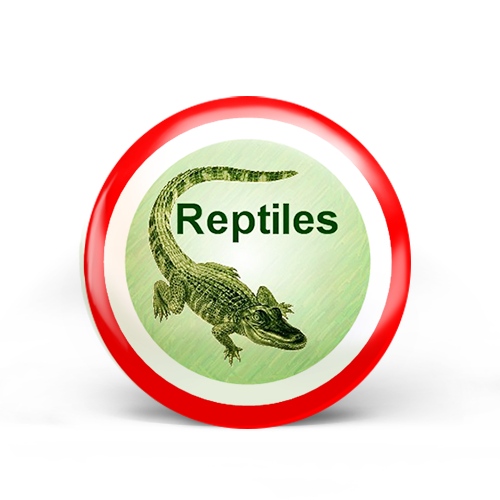 Reptiles Badge