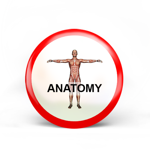 Anatomy Badge