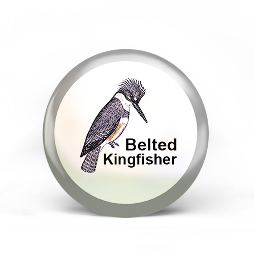 Belted Kingfisher Badge