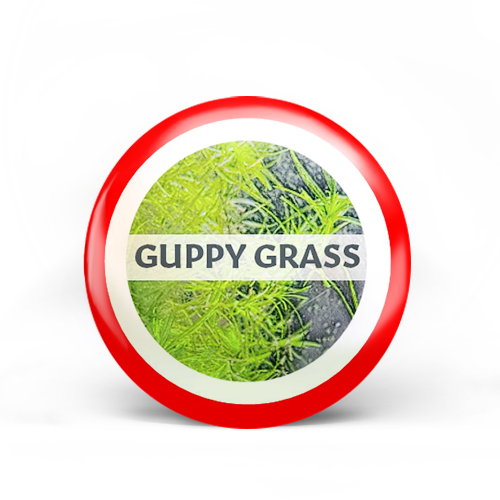 Guppy Grass Badge